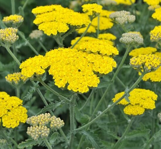 Pelašķis 'Sassy Summer Lemon'